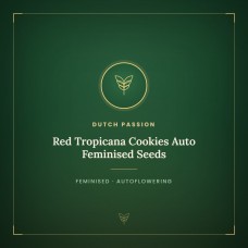 Red Tropicana Cookies Auto Feminised Seeds Red Tropicana Cookies Auto Feminised Seeds