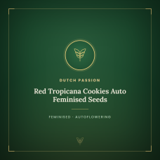 Red Tropicana Cookies Auto Feminised Seeds Red Tropicana Cookies Auto Feminised Seeds