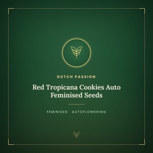 Red Tropicana Cookies Auto Feminised Seeds