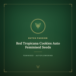 Red Tropicana Cookies Auto Feminised Seeds Red Tropicana Cookies Auto Feminised Seeds
