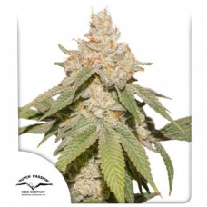 SFV OG Auto Feminised Seeds SFV OG Auto Feminised Seeds