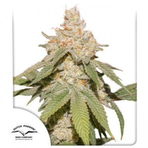 SFV OG Auto Feminised Seeds SFV OG Auto Feminised Seeds