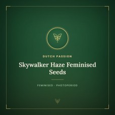 Skywalker Haze Feminised Seeds Skywalker Haze Feminised Seeds