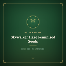 Skywalker Haze Feminised Seeds Skywalker Haze Feminised Seeds