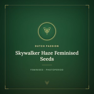 Skywalker Haze Feminised Seeds Skywalker Haze Feminised Seeds