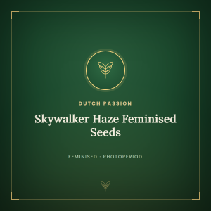 Skywalker Haze Feminised Seeds Skywalker Haze Feminised Seeds