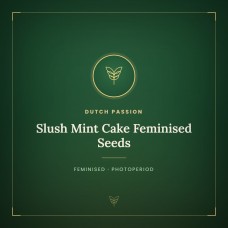 Slush Mint Cake Feminised Seeds Slush Mint Cake Feminised Seeds