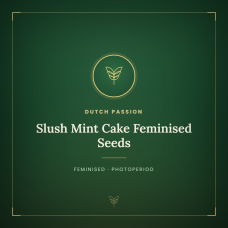 Slush Mint Cake Feminised Seeds Slush Mint Cake Feminised Seeds