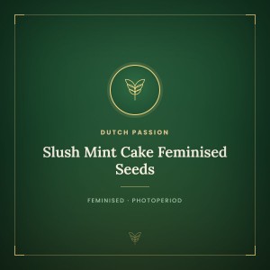 Slush Mint Cake Feminised Seeds Slush Mint Cake Feminised Seeds