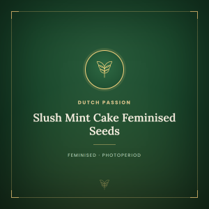 Slush Mint Cake Feminised Seeds