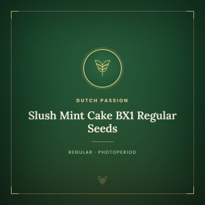 Slush Mint Cake BX1 Regular Seeds Slush Mint Cake BX1 Regular Seeds