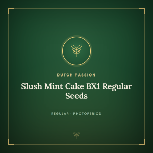 Slush Mint Cake BX1 Regular Seeds Slush Mint Cake BX1 Regular Seeds