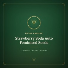 Strawberry Soda Auto Feminised Seeds Strawberry Soda Auto Feminised Seeds