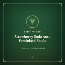 Strawberry Soda Auto Feminised Seeds Strawberry Soda Auto Feminised Seeds