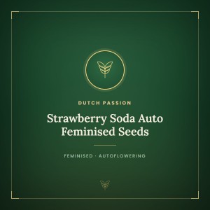 Strawberry Soda Auto Feminised Seeds Strawberry Soda Auto Feminised Seeds