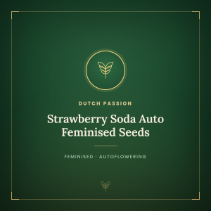 Strawberry Soda Auto Feminised Seeds Strawberry Soda Auto Feminised Seeds