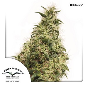 THC-Victory Feminised Seeds THC-Victory Feminised Seeds