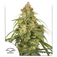 CBD-Victory Auto Feminised Seeds CBD-Victory Auto Feminised Seeds