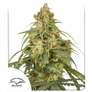 CBD-Victory Auto Feminised Seeds CBD-Victory Auto Feminised Seeds