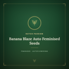 Banana Blaze Auto Feminised Seeds Banana Blaze Auto Feminised Seeds
