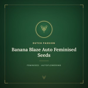 Banana Blaze Auto Feminised Seeds