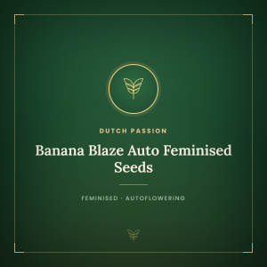 Banana Blaze Auto Feminised Seeds Banana Blaze Auto Feminised Seeds