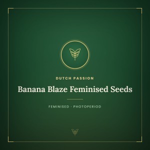 Banana Blaze Feminised Seeds Banana Blaze Feminised Seeds