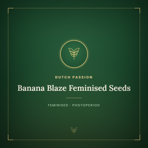 Banana Blaze Feminised Seeds Banana Blaze Feminised Seeds