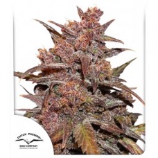 Blackberry Kush CBD Auto Feminised Seeds Blackberry Kush CBD Auto Feminised Seeds