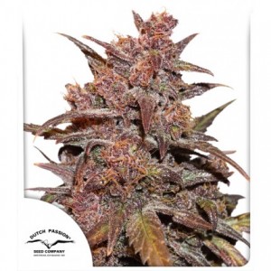 Blackberry Kush CBD Auto Feminised Seeds Blackberry Kush CBD Auto Feminised Seeds