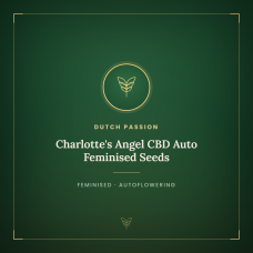 Charlotte's Angel CBD Auto Feminised Seeds Charlotte's Angel CBD Auto Feminised Seeds