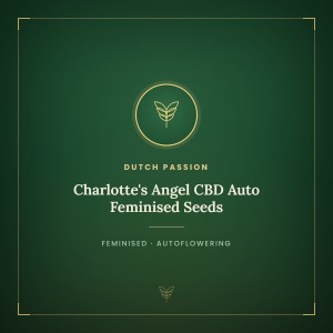 Charlotte's Angel CBD Auto Feminised Seeds
