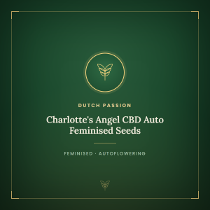 Charlotte's Angel CBD Auto Feminised Seeds Charlotte's Angel CBD Auto Feminised Seeds