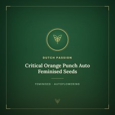 Critical Orange Punch Auto Feminised Seeds Critical Orange Punch Auto Feminised Seeds