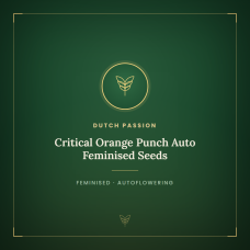 Critical Orange Punch Auto Feminised Seeds Critical Orange Punch Auto Feminised Seeds