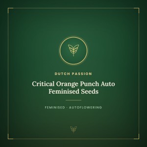 Critical Orange Punch Auto Feminised Seeds Critical Orange Punch Auto Feminised Seeds