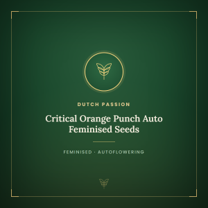Critical Orange Punch Auto Feminised Seeds Critical Orange Punch Auto Feminised Seeds