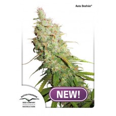 Desfran Auto Feminised Seeds Desfran Auto Feminised Seeds