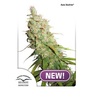 Desfran Auto Feminised Seeds