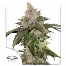 Kerosene Krash Feminised Seeds Kerosene Krash Feminised Seeds