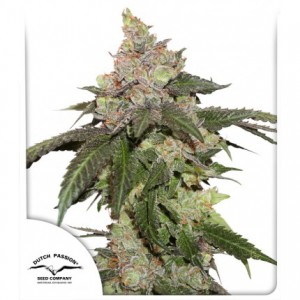 Kerosene Krash Feminised Seeds Kerosene Krash Feminised Seeds
