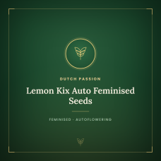 Lemon Kix Auto Feminised Seeds Lemon Kix Auto Feminised Seeds