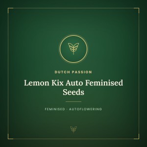 Lemon Kix Auto Feminised Seeds Lemon Kix Auto Feminised Seeds