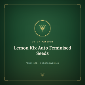 Lemon Kix Auto Feminised Seeds Lemon Kix Auto Feminised Seeds