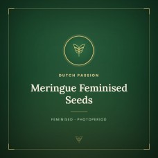 Meringue Feminised Seeds
