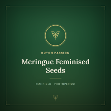 Meringue Feminised Seeds Meringue Feminised Seeds