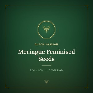 Meringue Feminised Seeds