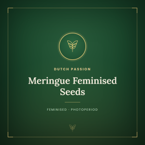 Meringue Feminised Seeds Meringue Feminised Seeds