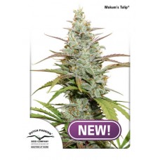 Mokum's Tulip Feminised Seeds Mokum's Tulip Feminised Seeds