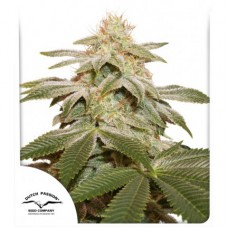 Sugar Bomb Punch Feminised Seeds Sugar Bomb Punch Feminised Seeds